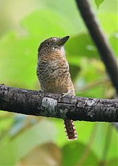 Barred Puffbird